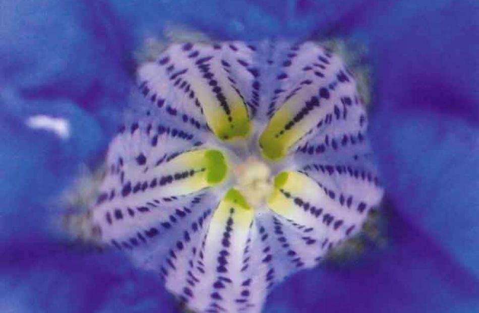 Highly Commended- Plant- Nicole Hebbard: Inner Beauty