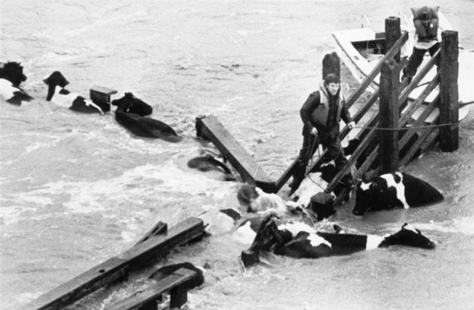 A jetboat team tries to save cattle. Some were later flown to safety by helicopter.