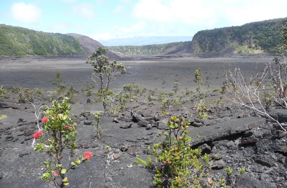 Plants begin to regenerate in cracks of the crater of the Kilauea Iki Trail. PHOTOS: NUNO VILELA...