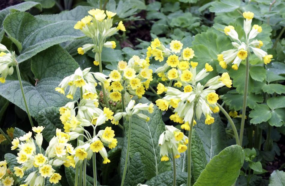 Cowslips (Primula veris) are an old English favourite.