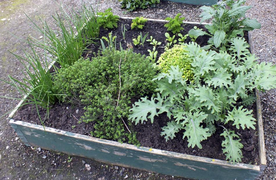  Herbs, selected vegetables and strawberries are grown in small raised beds.