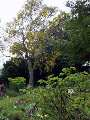 An old kowhai is a focal point in the front garden.