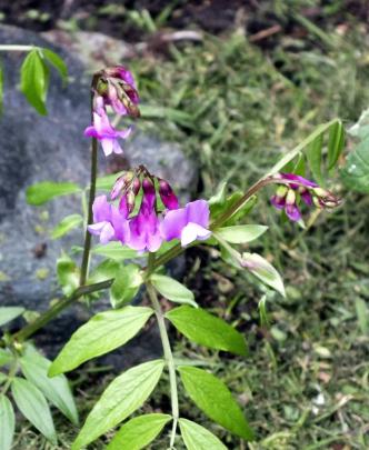  Not often seen, Lathyrus vernus is a perennial sweet pea suitable for damp shade.
