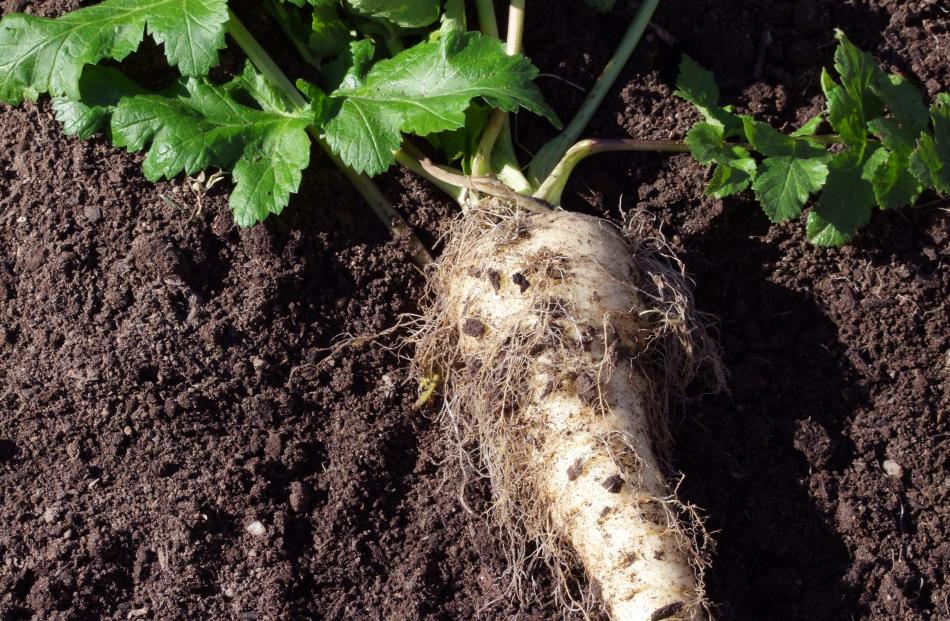 Mature parsnips start growing again in spring. Photos: Gillian Vine.