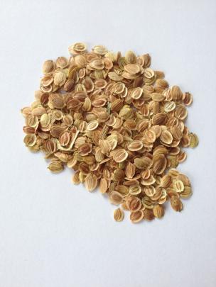 Parsnip seed is best bought fresh each season.