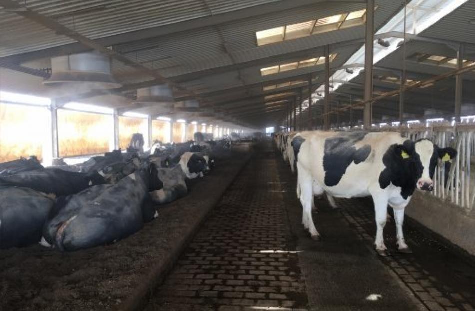 Almarai dairy farm in Saudi Arabia. PHOTO: CLAYTON BUCKLEY