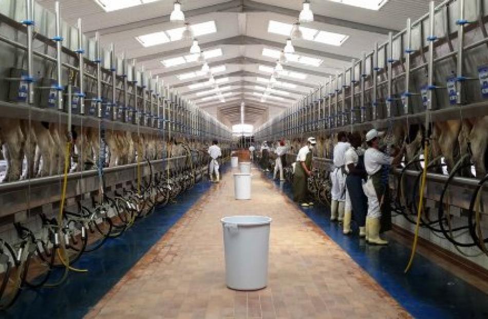 Almarai dairy farm in Saudi Arabia. PHOTO: CLAYTON BUCKLEY