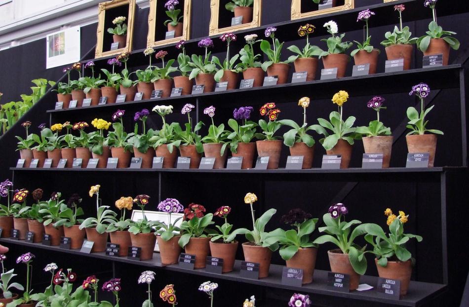 An auricula theatre at the Chelsea Flower Show in London. Photos: Gillian Vine.
