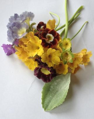 An assortment of different types of auricula.