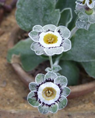 Hetty Woolf, a white-edged show specimen with central ‘‘paste’’.