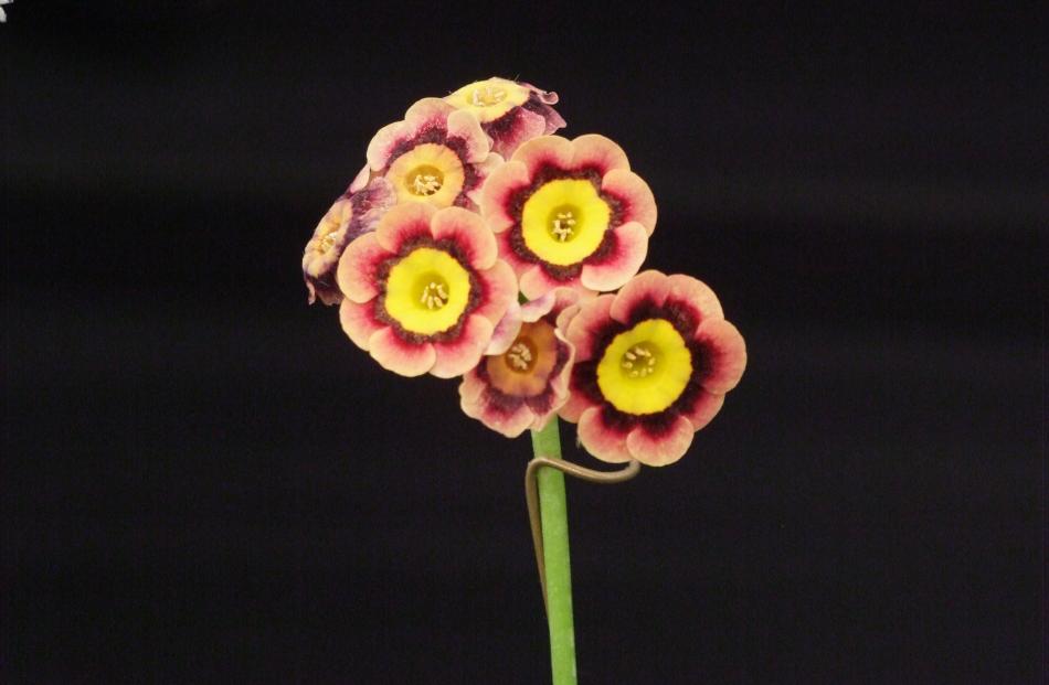 Alpine auriculas, like Jaffa, lack the ‘‘dusty miller’’ aspect of other types.