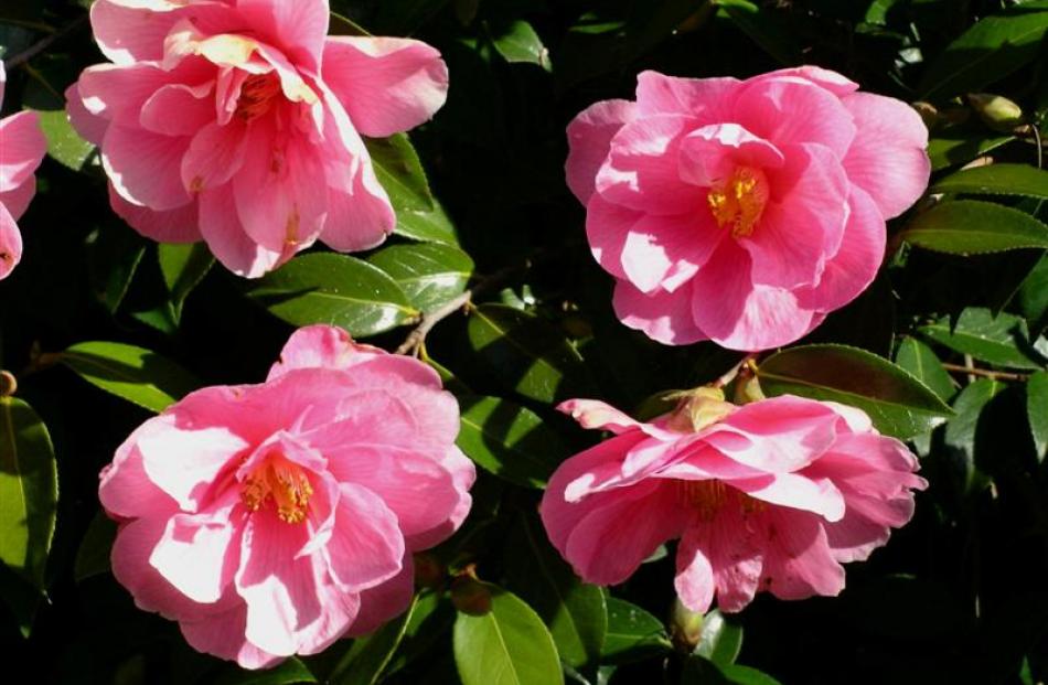 Camellias are lime haters. It is worth learning which plants detest or tolerate lime, so they can...
