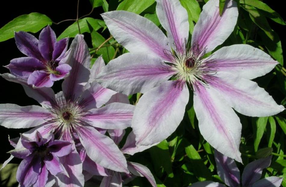 Clematis enjoys lime in its diet.