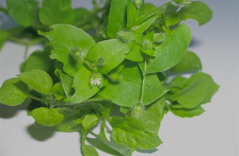Learn what the presence of particular weeds means. Some annual weeds, such as chickweed, respond...
