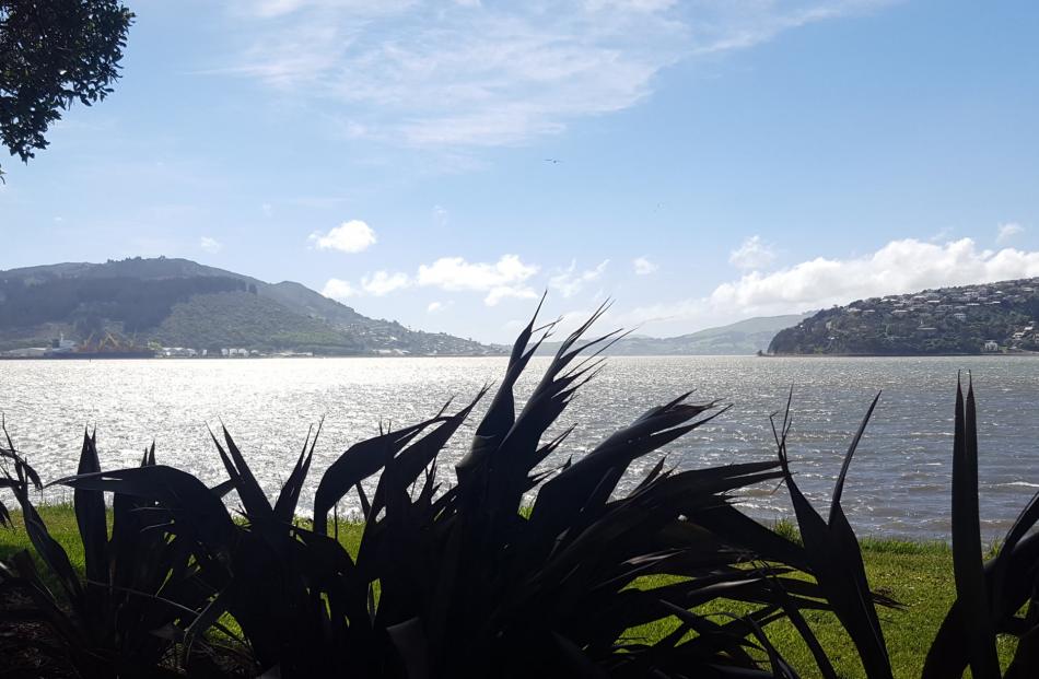 Otago Harbour from the Kitchener St reserve. Photos: David Loughrey.