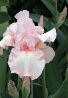 Vanity, bred in New Zealand almost 70 years ago, is still the best pink bearded iris.
