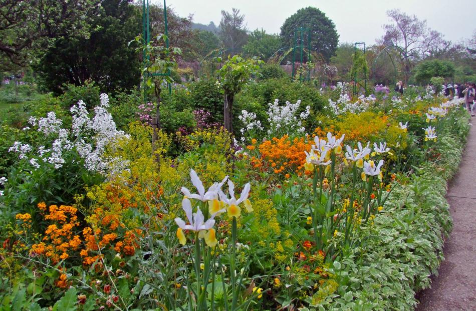 Yellow-and-white Dutch irises (foreground) in Claude Monet’s garden, Giverny, France.