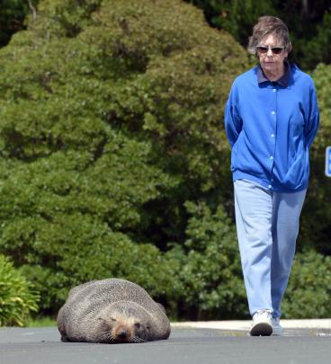 Andersons Bay resident Margaret Patterson had noticed the seal a few days earlier. Photos:...