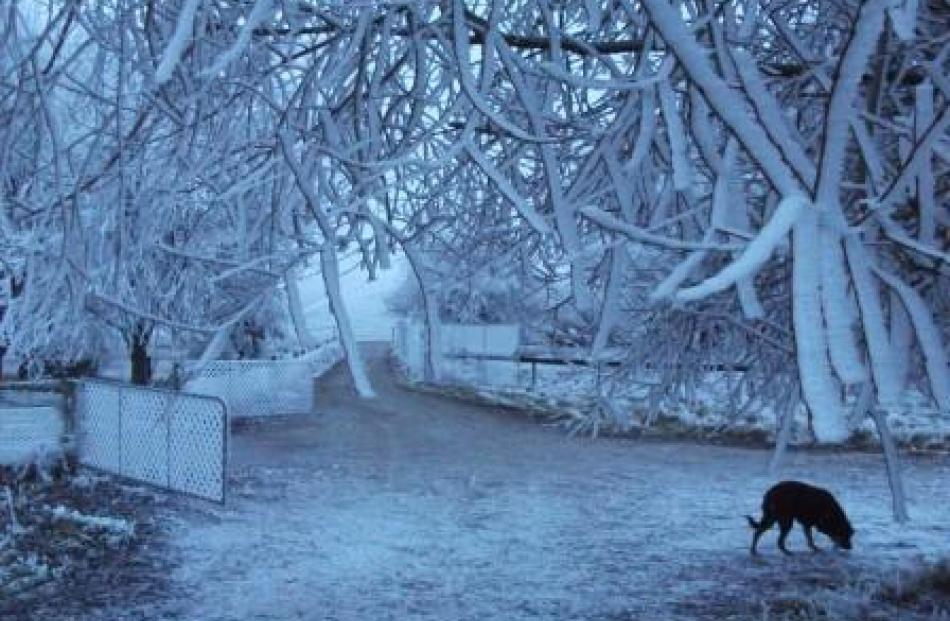 Photo taken this morning at about 8am at my home in Fruitlands. Photo by Louise Thompson