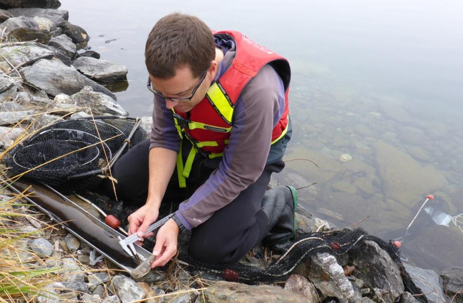 One of Ryder Consulting's freshwater scientists Ben Ludgate measuring a longfin eel from Lake Hawea
