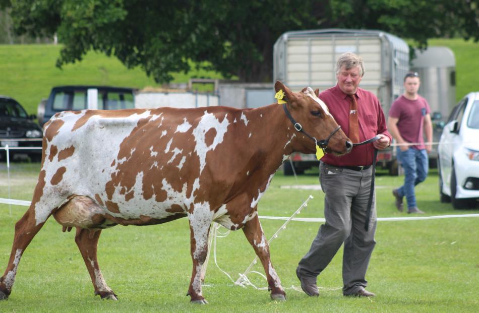 Ken Eade, of Kelso, leads Fairleigh Bur Peach, who was named South Island Ayrshire champion and supreme animal at the South Otago A&P Show at Balclutha on Saturday. Photos by Nicole Sharp.