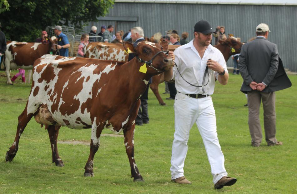 Ken Eade, of Kelso, leads Fairleigh Bur Peach, who was named South Island Ayrshire champion and supreme animal at the South Otago A&P Show at Balclutha on Saturday.