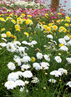 For a splash of Christmas colour that lasts over summer, federation daisies are good for pot or...