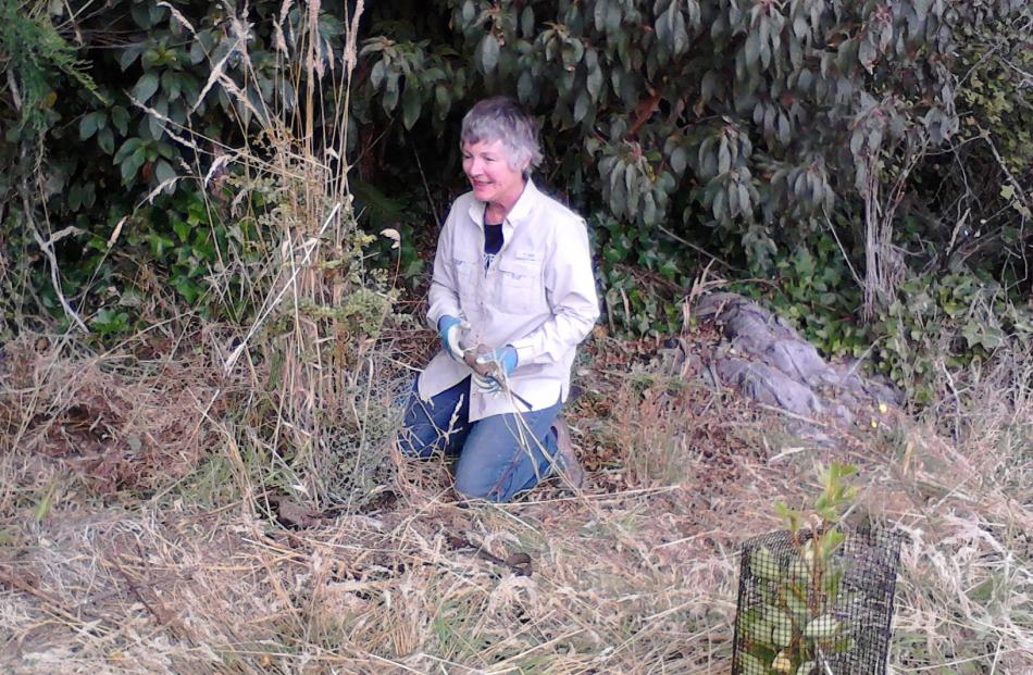 Marie Ballagh at work near the Orokonui Ecosanctuary visitor centre. Photo: Alyth Grant.