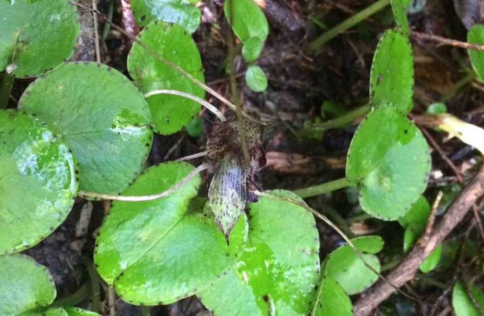 Spider orchid. Photo: Maree Johnstone.