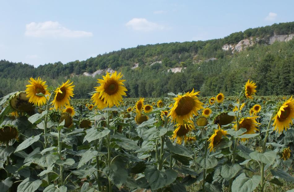 A field of sunflowers by the canal. 