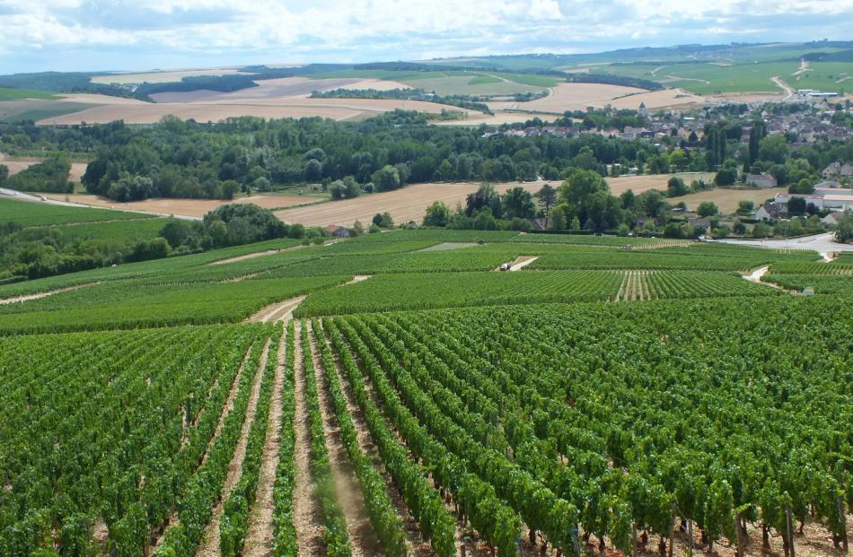 Chardonnay vines surround the village of Chablis, famous for its wine-making.