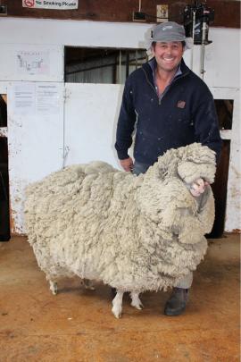 Matakanui Station owner Andrew Paterson with escaped sheep Mr T, who grew 21kg of wool.PHOTOS:...