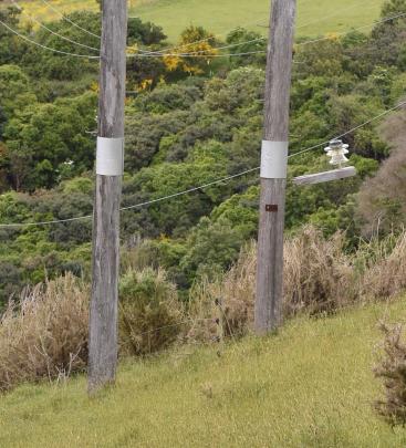 A high-voltage line swings in the wind against a power pole that is also in contact with an electric fence in a paddock off Blueskin Rd. Photos by Gregor Richardson.