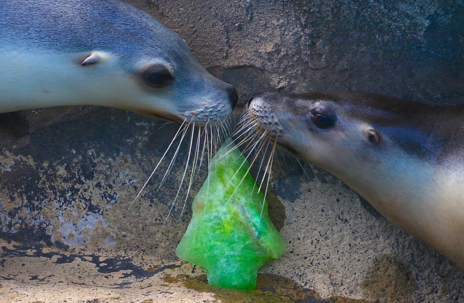 Sea lions inspect a frozen Christmas treat at Sydney's Taronga Zoo. Photo: Reuters 