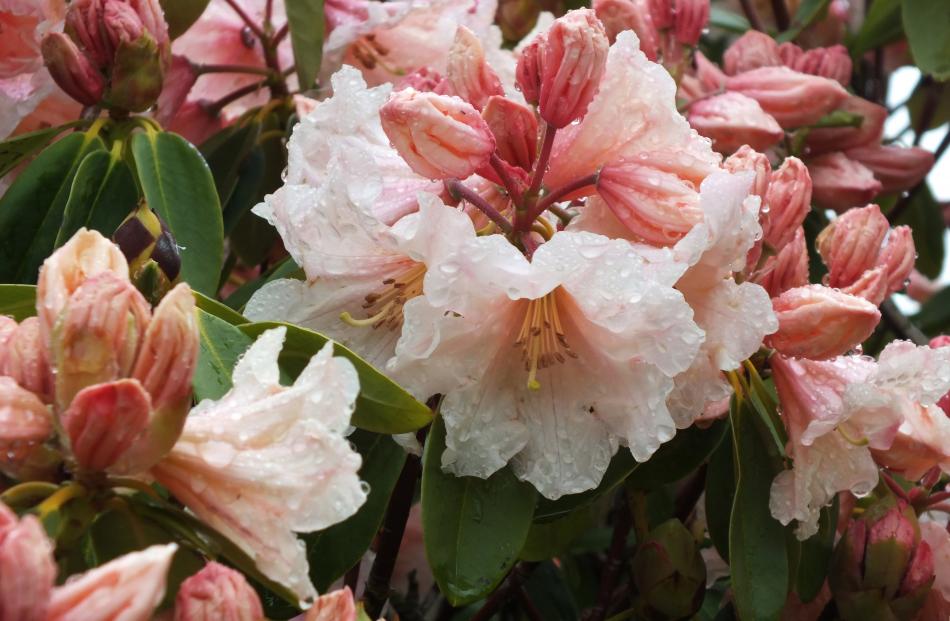 Peach-coloured blooms on one of Hollard’s many rhododendrons.