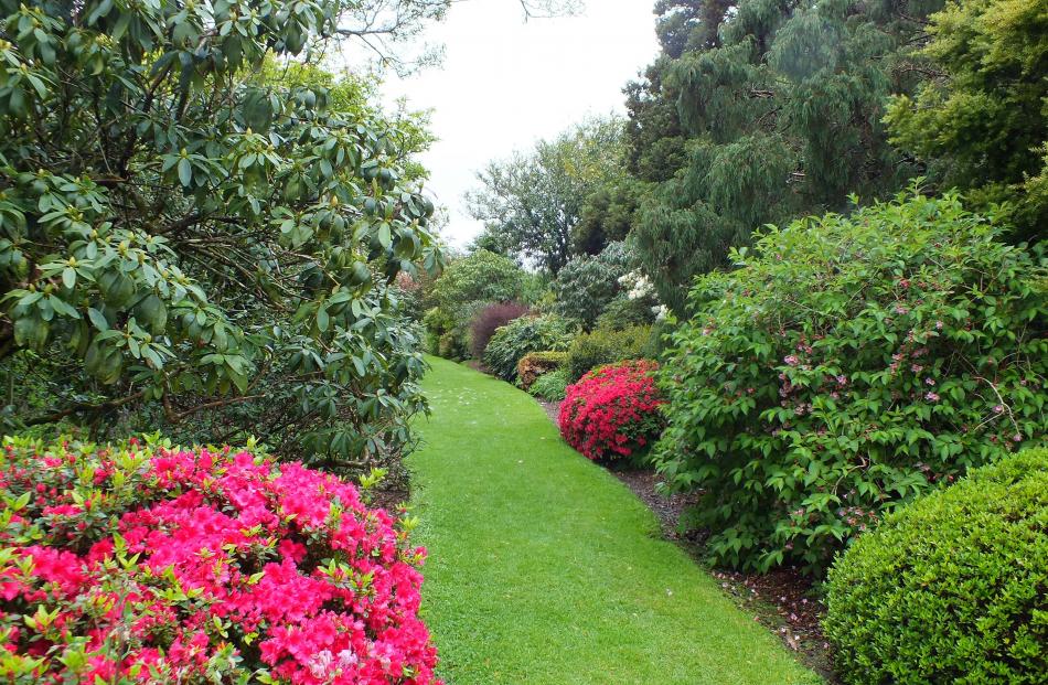 Rhododendrons add splashes of colour in beds of shrubs at Hollard Gardens, Taranaki.