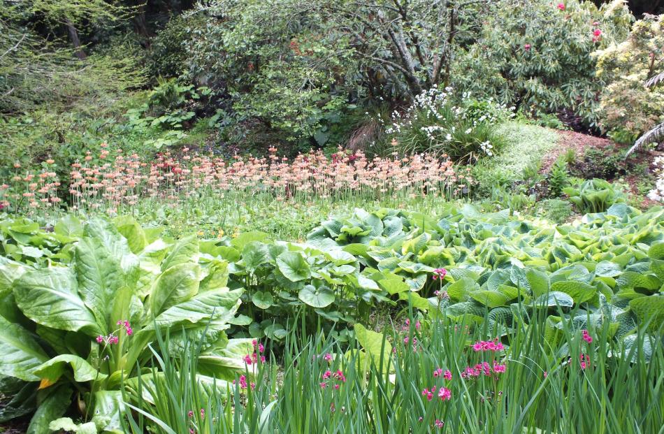 Hostas, primulas and irises in the bog garden. The large-leaved plant on the left is skunk cabbage.