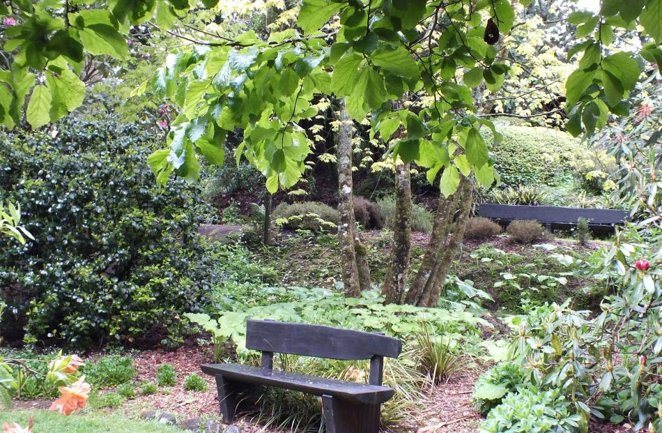 A Persian witch hazel (Parrotia persica), planted by Bernard Hollard in 1945, shades a seat.