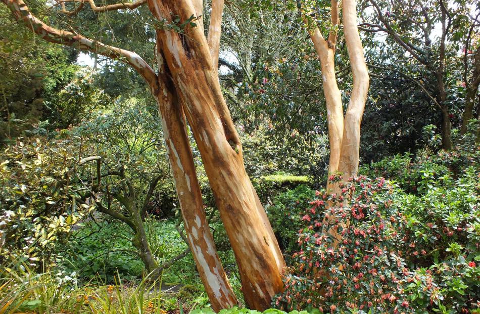 As well as beautiful bark, Chilean Myrtus luma has white flowers in late summer.