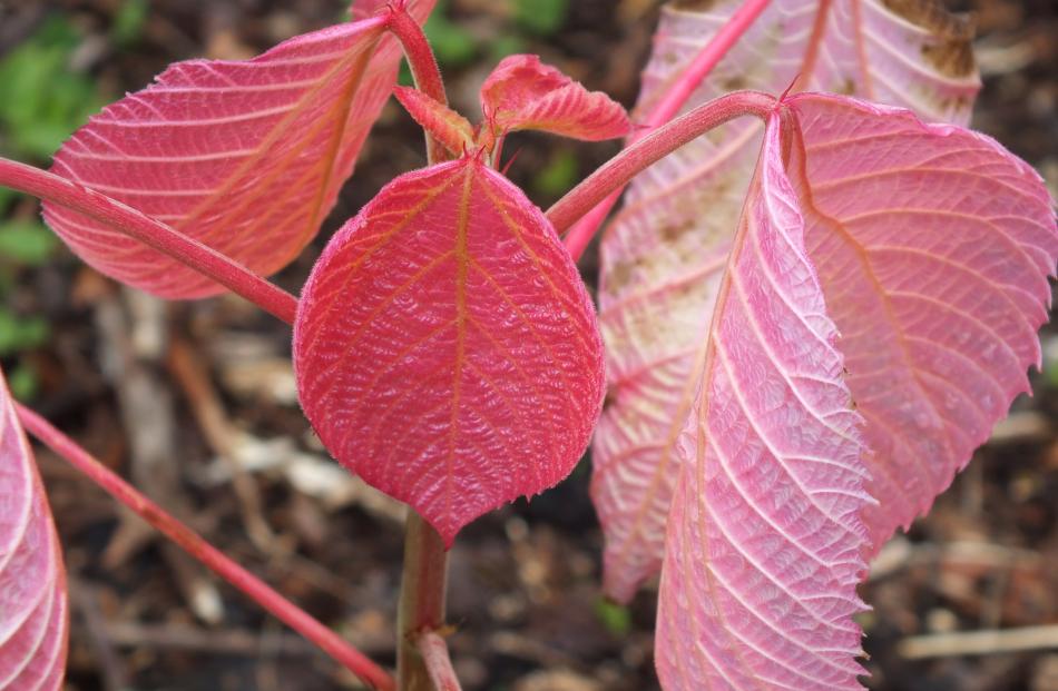 Alchornea trewioides has appealing leaf colour in spring.