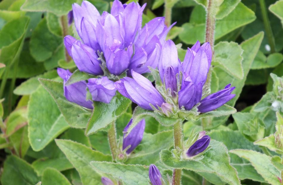 The clustered bell flower (Campanula glomerata) is useful for picking.