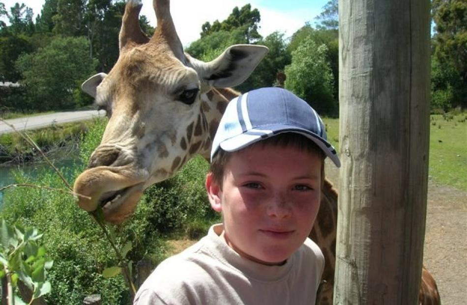 Feeding time . . . Harrison McNally, of Mosgiel, helps feed the giraffes at Orana Park in...