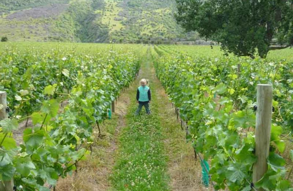 Annalise Hammond (3) stands in the Glenlee Vineyard (where her Pop works) in the Gibbston Valley...