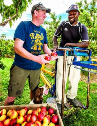  Howie enjoying a laugh with a fruit picker while checking on fruit quality coming in at harvest...