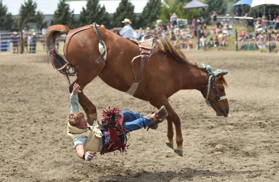Cowboy Sam Brown takes a tumble during the 2nd division bareback section.
 