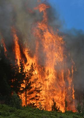 Fire rages through pine trees. Photo by Gerard O'Brien.