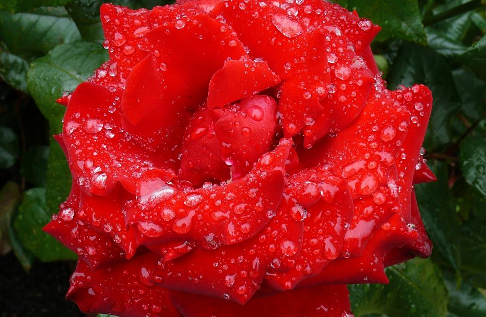 Crimson Bouquet (Korbeteilich) Hybrid Tea Rose