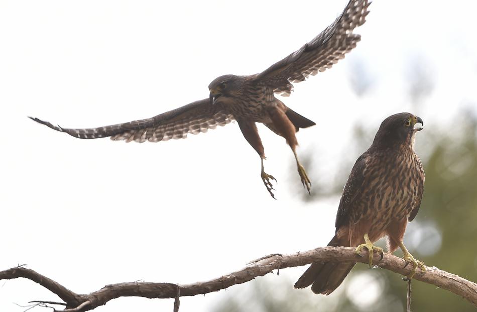 One of a pair of New Zealand falcons heads out on a dive-bombing raid on an unwelcome reporter and photographer. Photos by Peter McIntosh.