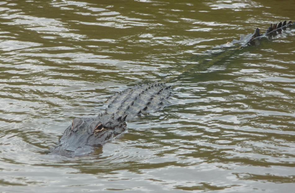 An alligator slides through the murky waters of the Honey Island Swamp. Photos: Pam Jones.