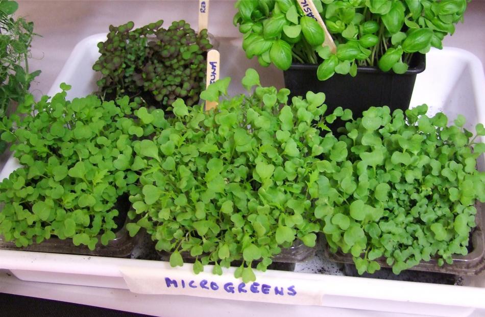 Microgreens can be grown in a tiny space. 